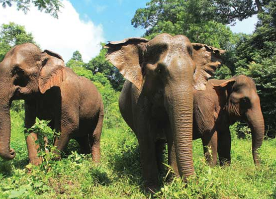 attraction-Mondulkiri Introduction Elephant In The Jungle.jpg